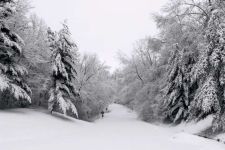 Trees